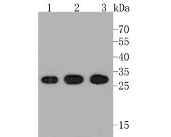 Invitrogen PSMA3 Recombinant Rabbit Monoclonal Antibody (JE51-59) 100 &mu;L;