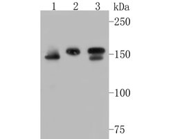 Invitrogen WAPL Recombinant Rabbit Monoclonal Antibody (JE51-75) 100 &mu;L;