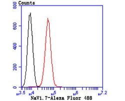Invitrogen SCN9A Monoclonal Antibody (1D6) 100 &mu;L; Unconjugated:Antibodies,