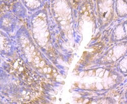 Invitrogen CTHRC1 Monoclonal Antibody (5H1) 100 &mu;L; Unconjugated:Antibodies,