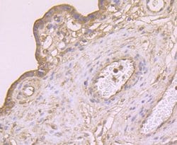 Invitrogen CTHRC1 Monoclonal Antibody (5H1) 100 &mu;L; Unconjugated:Antibodies,