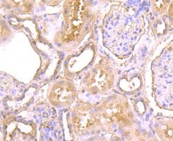 Invitrogen CTHRC1 Monoclonal Antibody (5H1) 100 &mu;L; Unconjugated:Antibodies,