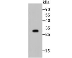 Invitrogen CTHRC1 Monoclonal Antibody (5H1) 100 &mu;L; Unconjugated:Antibodies,