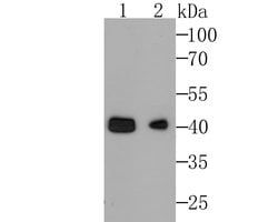 Invitrogen YBX2 Monoclonal Antibody (A2-B9-G6) 100 &mu;L; Unconjugated:Antibodies,