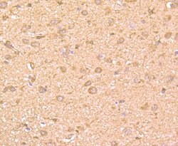 Invitrogen GRB2 Monoclonal Antibody (11-B11) 100 &mu;L; Unconjugated:Antibodies,
