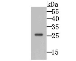 Invitrogen GRB2 Monoclonal Antibody (11-B11) 100 &mu;L; Unconjugated:Antibodies,