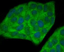 Invitrogen UAP1 Monoclonal Antibody (4H1) 100 &mu;L; Unconjugated:Antibodies,