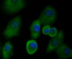 Invitrogen UAP1 Monoclonal Antibody (4H1) 100 &mu;L; Unconjugated:Antibodies,