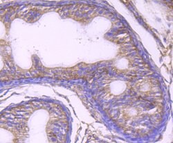Invitrogen UAP1 Monoclonal Antibody (4H1) 100 &mu;L; Unconjugated:Antibodies,