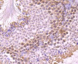 Invitrogen UAP1 Monoclonal Antibody (4H1) 100 &mu;L; Unconjugated:Antibodies,