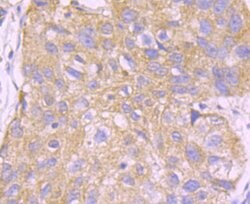 Invitrogen UAP1 Monoclonal Antibody (4H1) 100 &mu;L; Unconjugated:Antibodies,