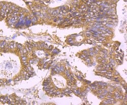 Invitrogen UAP1 Monoclonal Antibody (4H1) 100 &mu;L; Unconjugated:Antibodies,