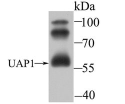 Invitrogen UAP1 Monoclonal Antibody (4H1) 100 &mu;L; Unconjugated:Antibodies,
