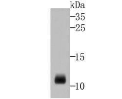 Invitrogen DEFA1 Monoclonal Antibody (2D2) 100 &mu;L; Unconjugated:Antibodies,