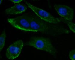Invitrogen ADAM7 Monoclonal Antibody (4D1) 100 &mu;L; Unconjugated:Antibodies,
