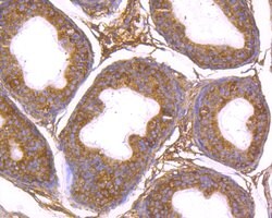 Invitrogen ADAM7 Monoclonal Antibody (4D1) 100 &mu;L; Unconjugated:Antibodies,
