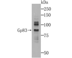 Invitrogen ADAM7 Monoclonal Antibody (4D1) 100 &mu;L; Unconjugated:Antibodies,