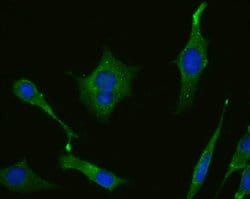 Invitrogen MAOA Monoclonal Antibody (5D1) 100 &mu;L | Buy Online | Invitrogen&trade; | Fisher Scientific