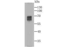 Invitrogen MAOA Monoclonal Antibody (5D1) 100 &mu;L | Buy Online | Invitrogen&trade; | Fisher Scientific