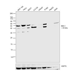 Invitrogen BMI-1 Monoclonal Antibody (A11-C11) 100 &mu;L; Unconjugated:Antibodies,