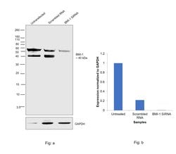 Invitrogen BMI-1 Monoclonal Antibody (A11-C11) 100 &mu;L; Unconjugated:Antibodies,
