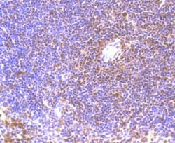 Invitrogen BMI-1 Monoclonal Antibody (A11-C11) 100 &mu;L; Unconjugated:Antibodies,