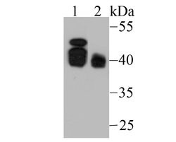 Invitrogen BMI-1 Monoclonal Antibody (A11-C11) 100 &mu;L; Unconjugated:Antibodies,