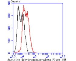 Invitrogen XDH Monoclonal Antibody (1C8) 100 &mu;L; Unconjugated:Antibodies,