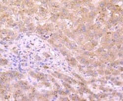 Invitrogen XDH Monoclonal Antibody (1C8) 100 &mu;L; Unconjugated:Antibodies,