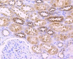 Invitrogen XDH Monoclonal Antibody (1C8) 100 &mu;L; Unconjugated:Antibodies,