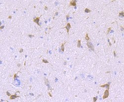Invitrogen LNP Monoclonal Antibody (11-1) 100 &mu;L; Unconjugated:Antibodies,