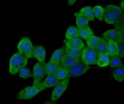 Invitrogen PI3K p85 alpha Monoclonal Antibody (L3-D6) 100 &mu;L | Buy Online | Invitrogen&trade; | Fisher Scientific