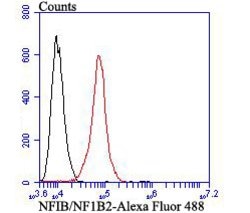Invitrogen NFIB Monoclonal Antibody (1H2) 100 &mu;L | Buy Online | Invitrogen&trade; | Fisher Scientific