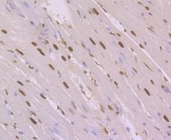 Invitrogen NFIB Monoclonal Antibody (1H2) 100 &mu;L | Buy Online | Invitrogen&trade; | Fisher Scientific