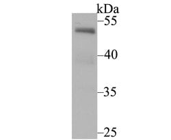 Invitrogen NFIB Monoclonal Antibody (1H2) 100 &mu;L | Buy Online | Invitrogen&trade; | Fisher Scientific