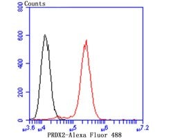 Invitrogen PRDX2 Monoclonal Antibody (7F2) 100 &mu;L; Unconjugated:Antibodies,