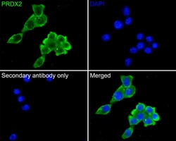 Invitrogen PRDX2 Monoclonal Antibody (7F2) 100 &mu;L; Unconjugated:Antibodies,