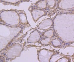Invitrogen PRDX2 Monoclonal Antibody (7F2) 100 &mu;L; Unconjugated:Antibodies,