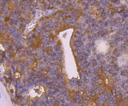 Invitrogen PRDX2 Monoclonal Antibody (7F2) 100 &mu;L; Unconjugated:Antibodies,