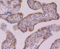 Invitrogen PRDX2 Monoclonal Antibody (7F2) 100 &mu;L; Unconjugated:Antibodies,