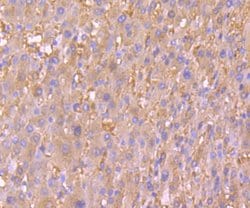 Invitrogen PRDX2 Monoclonal Antibody (7F2) 100 &mu;L; Unconjugated:Antibodies,