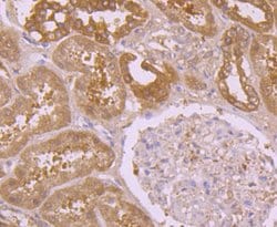 Invitrogen PRDX2 Monoclonal Antibody (7F2) 100 &mu;L; Unconjugated:Antibodies,