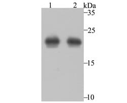Invitrogen PRDX2 Monoclonal Antibody (7F2) 100 &mu;L; Unconjugated:Antibodies,