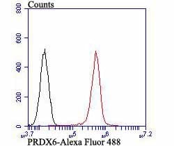 Invitrogen PRDX6 Monoclonal Antibody (7G1) 100 &mu;L; Unconjugated:Antibodies,