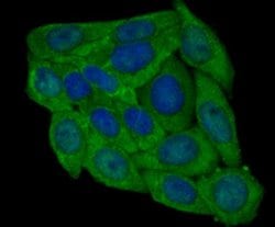 Invitrogen PRDX6 Monoclonal Antibody (7G1) 100 &mu;L; Unconjugated:Antibodies,