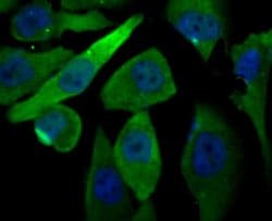 Invitrogen PRDX6 Monoclonal Antibody (7G1) 100 &mu;L; Unconjugated:Antibodies,