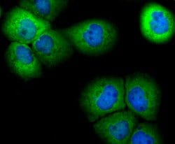 Invitrogen PRDX6 Monoclonal Antibody (7G1) 100 &mu;L; Unconjugated:Antibodies,