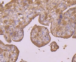 Invitrogen PRDX6 Monoclonal Antibody (7G1) 100 &mu;L; Unconjugated:Antibodies,