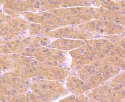 Invitrogen PRDX6 Monoclonal Antibody (7G1) 100 &mu;L; Unconjugated:Antibodies,