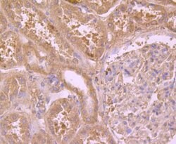 Invitrogen PRDX6 Monoclonal Antibody (7G1) 100 &mu;L; Unconjugated:Antibodies,